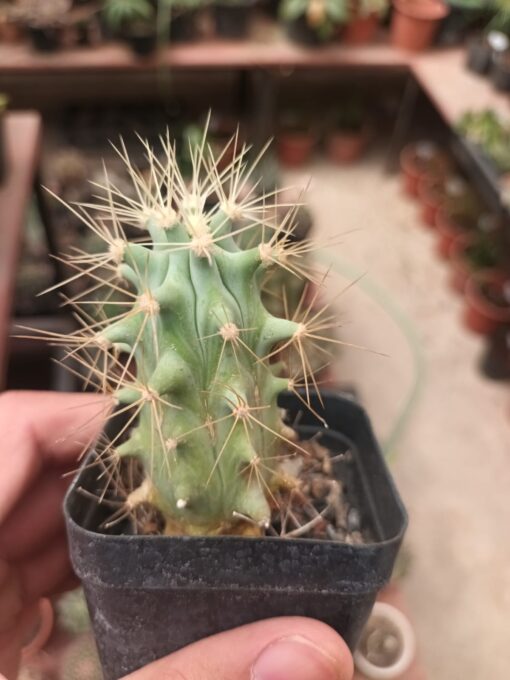 Echinocactus grusonii