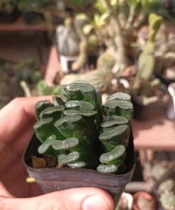 Haworthia Truncata