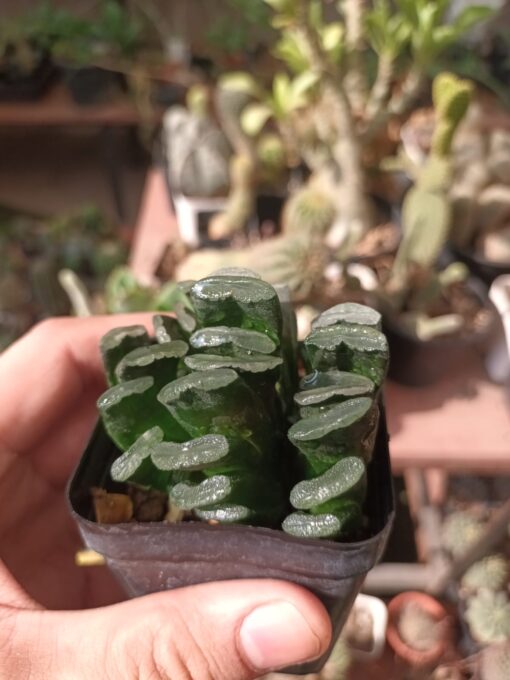 Haworthia Truncata