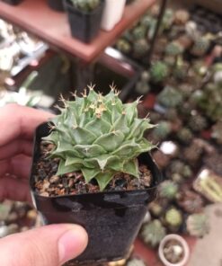 Obregonia denegri