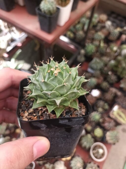 Obregonia denegri