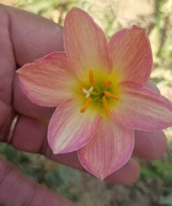 Rain Lily Aurora