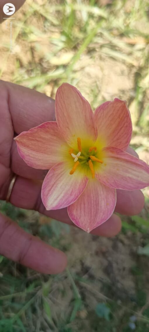 Rain Lily Aurora