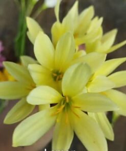 Rain Lily Bangkok Yellow