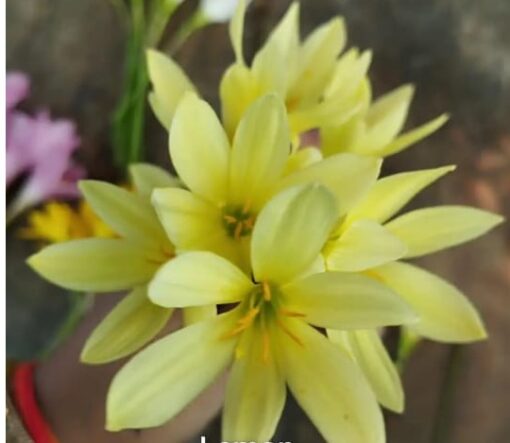 Rain Lily Bangkok Yellow