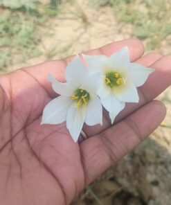 Rain Lily Black Onion