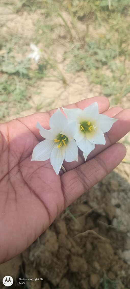 Rain Lily Black Onion
