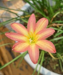 Rain Lily Murako