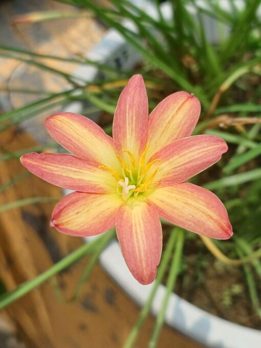 Rain Lily Murako