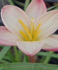 Rain Lily Plum