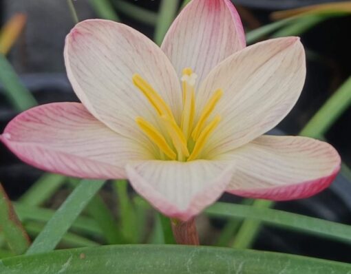 Rain Lily Plum