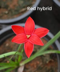 Rain Lily Red Hybrid