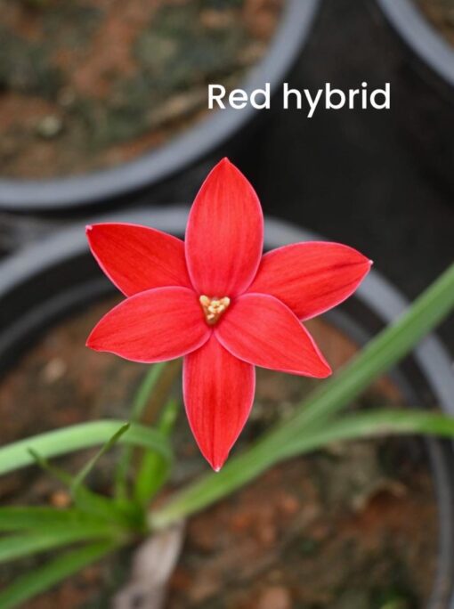 Rain Lily Red Hybrid