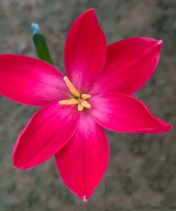 Rain Lily Red Joy