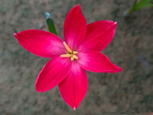 Rain Lily Red Joy