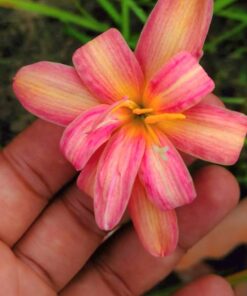 Rain Lily Rupanzel
