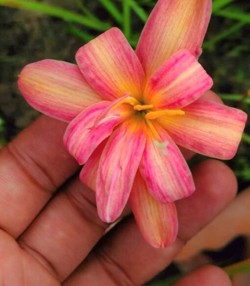 Rain Lily Rupanzel