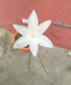 Rain Lily San Carlos