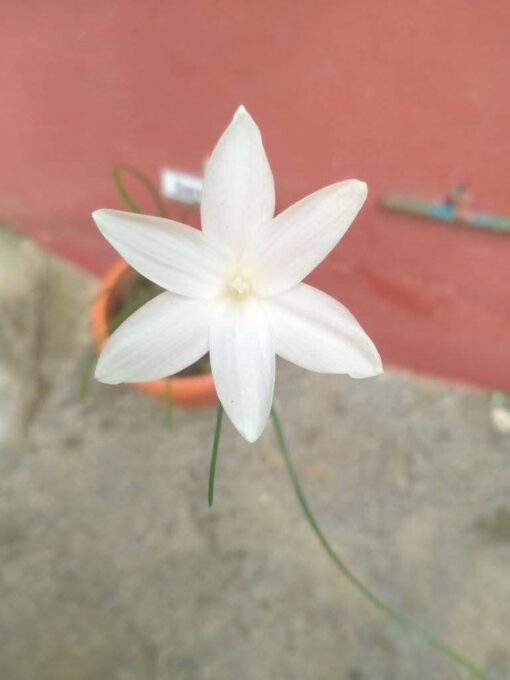 Rain Lily San Carlos