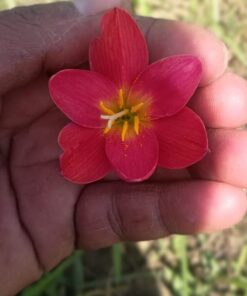Rain Lily Seemar