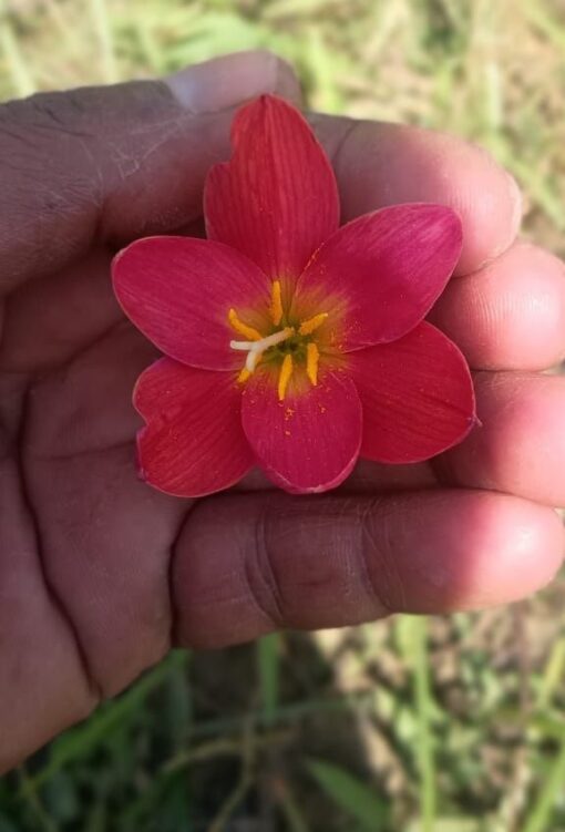 Rain Lily Seemar