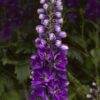 Delphinium Elatum Delphina Dark Blue Black Bee