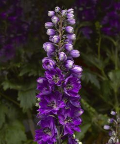 Delphinium Elatum Delphina Dark Blue Black Bee