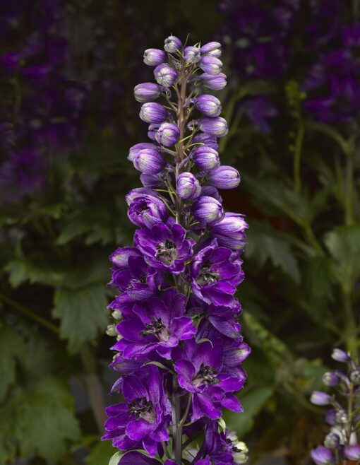 Delphinium Elatum Delphina Dark Blue Black Bee
