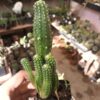 Echinopsis SSP