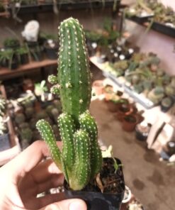 Echinopsis SSP