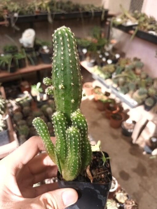 Echinopsis SSP
