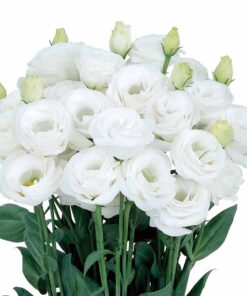 Lisianthus Rosita 3 Pure White
