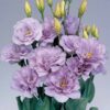 Lisianthus Mariachi Lavender