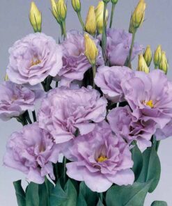 Lisianthus Mariachi Lavender