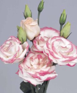 Lisianthus Rosita Hot Lips