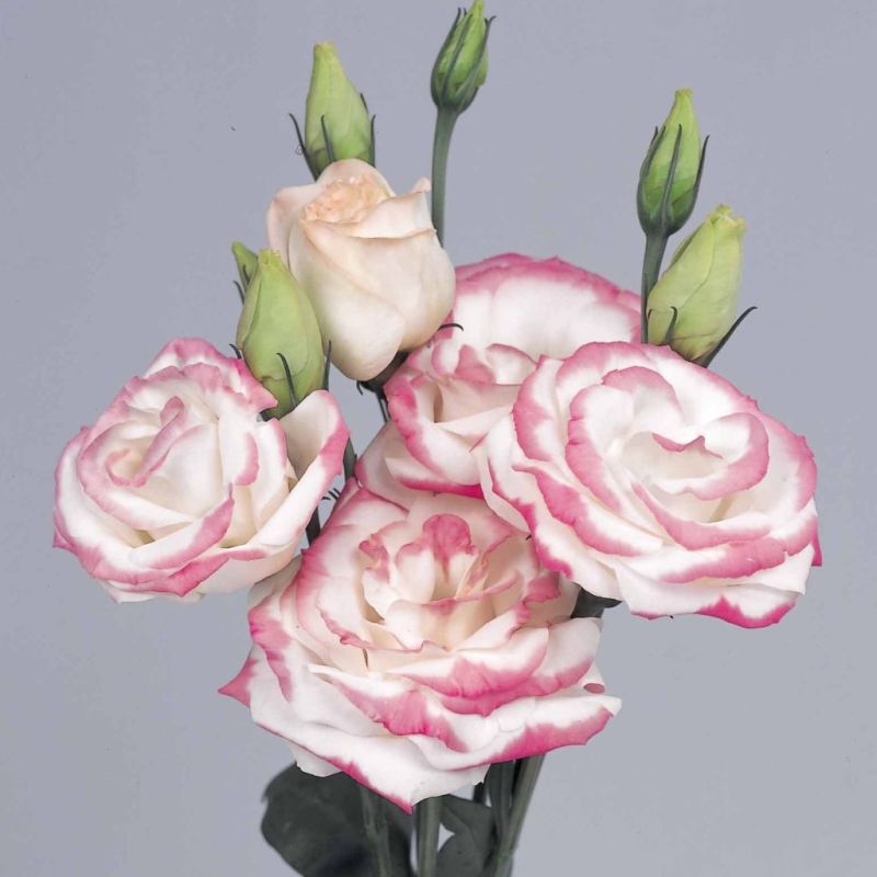 Lisianthus Rosita Hot Lips