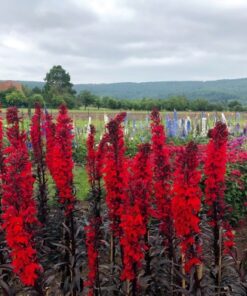 Lobelia Fulgens Queen Victoria