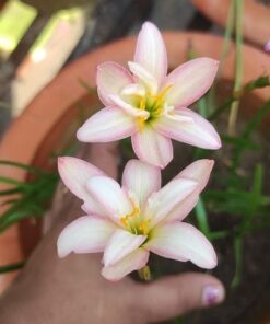 Rain Lily Lilawadee