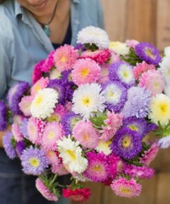 aster matador