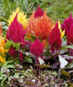Celosia Fashion look