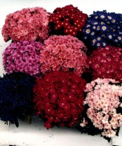 Cineraria Angel mix