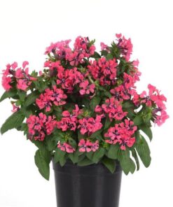 Cuphea Sweet Talk Deep Pink