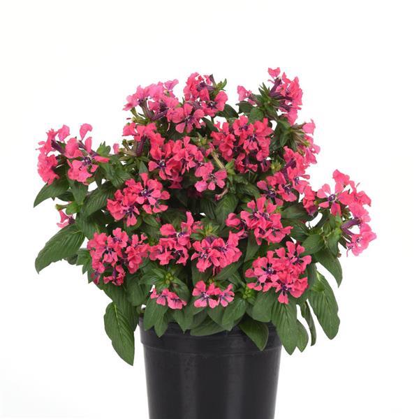 Cuphea Sweet Talk Deep Pink