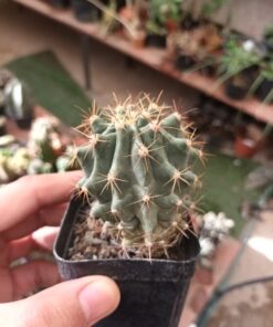 Ferocactus SSp