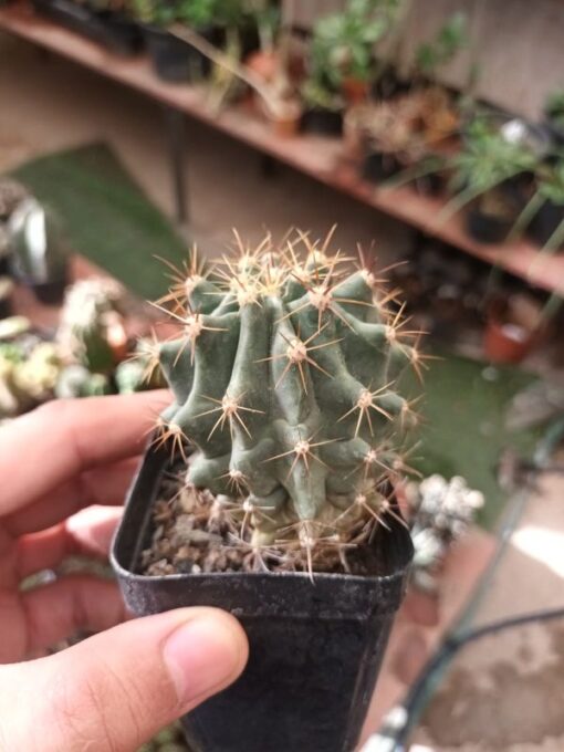 Ferocactus SSp