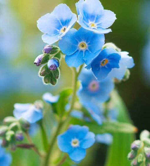 Forget Me Not Seeds