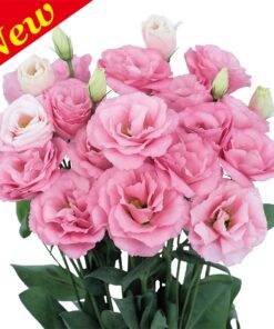 Lisianthus Pink Ver 2.0