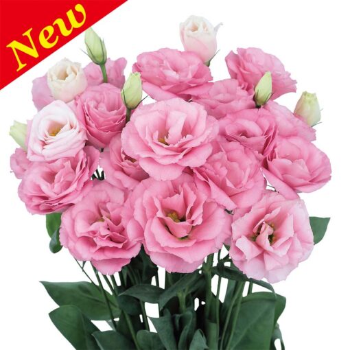 Lisianthus Pink Ver 2.0