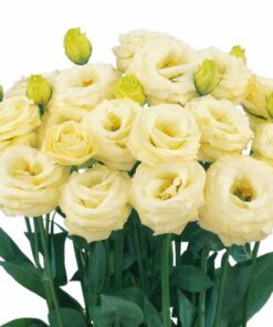 Lisianthus Rosita 2 Yellow