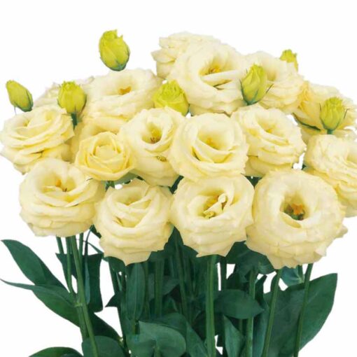 Lisianthus Rosita 2 Yellow